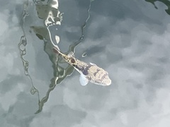 Tetractenos glaber