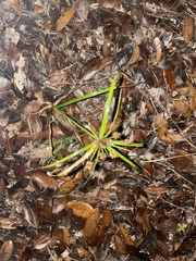Hymenocallis palmeri