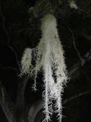 Tillandsia usneoides