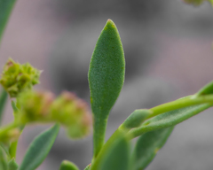 Cistanthe amarantoides