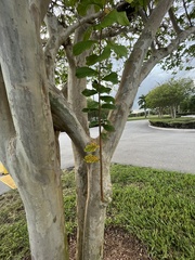 Coccoloba diversifolia