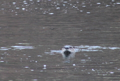 Lontra canadensis pacifica