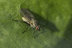 Anthomyia confusanea