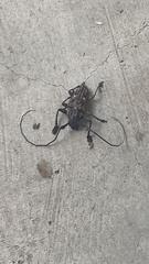 Steirastoma histrionicum