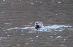 Lontra canadensis pacifica