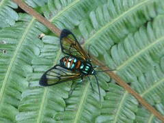 Gymnelia