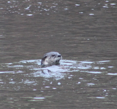 Lontra canadensis pacifica