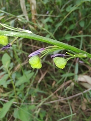 Caesia parviflora vittata