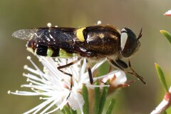 Odontomyia hunteri
