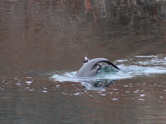 Lontra canadensis pacifica