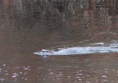 Lontra canadensis pacifica