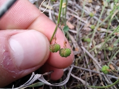 Plumbago pulchella