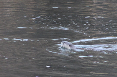 Lontra canadensis pacifica