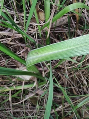 Caesia parviflora vittata