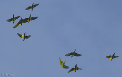 Psittacara holochlorus