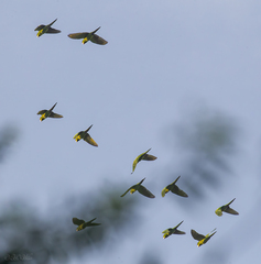 Psittacara holochlorus