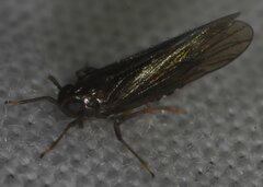 Meristopsis rhamphis