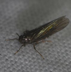 Meristopsis rhamphis