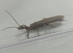 Embioptera