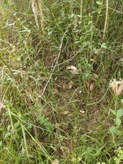 Caesia parviflora vittata