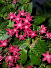 Pentas