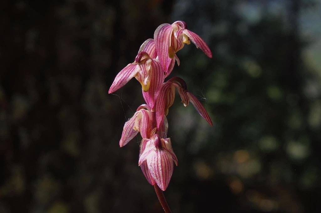 Bulbophyllum medioximum