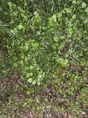 Asystasia gangetica
