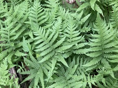 Phegopteris