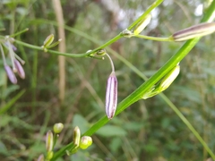 Caesia parviflora vittata