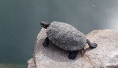 Trachemys scripta elegans