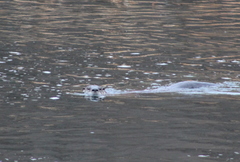 Lontra canadensis pacifica