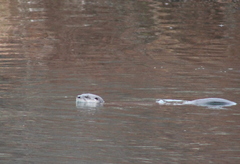 Lontra canadensis pacifica