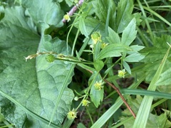 Ranunculus recurvatus
