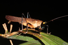 Paralobaspis
