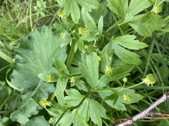 Ranunculus recurvatus