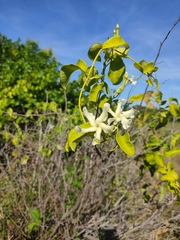 Echites umbellatus