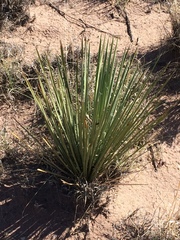 Yucca angustissima