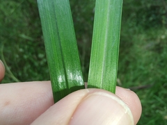 Caesia parviflora vittata