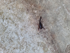 Vaejovis carolinianus