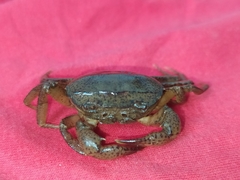 Parathelphusa convexa