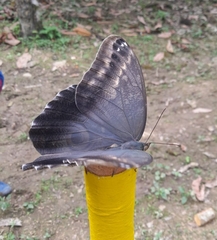 Caligo telamonius