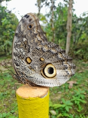 Caligo telamonius