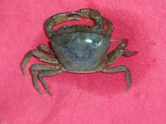 Parathelphusa convexa