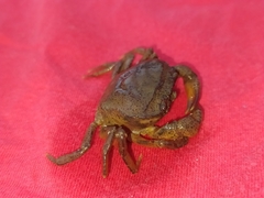 Parathelphusa convexa