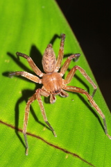 Sparianthis