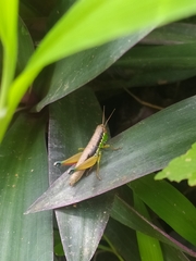 Caryanda spuria