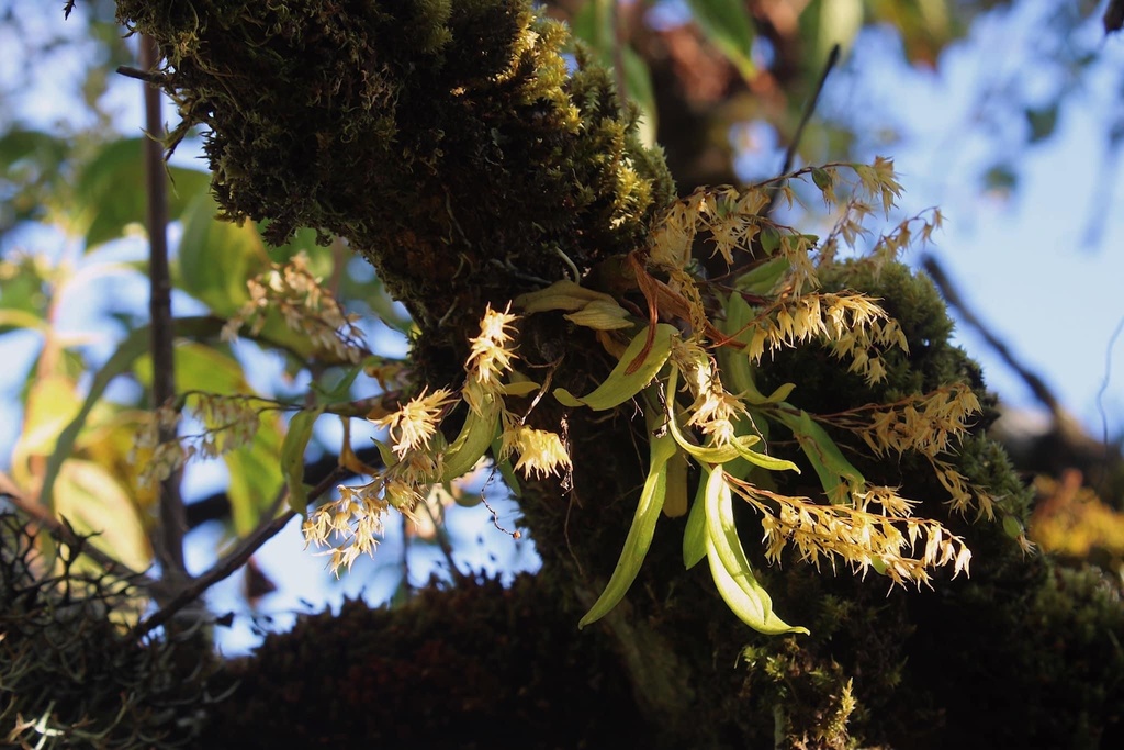 Dendrobium perpaulum