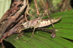 Tettigoniidea