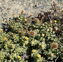 Bajacalia tridentata