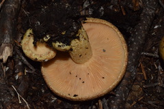 Lactarius scrobiculatus